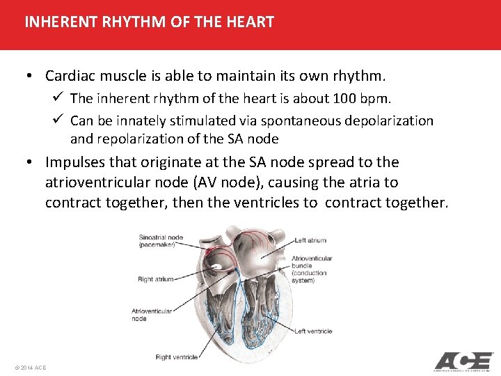 INHERENT RHYTHM OF THE HEART • Cardiac muscle is able to maintain its own INHERENT RHYTHM OF THE HEART • Cardiac muscle is able to maintain its own