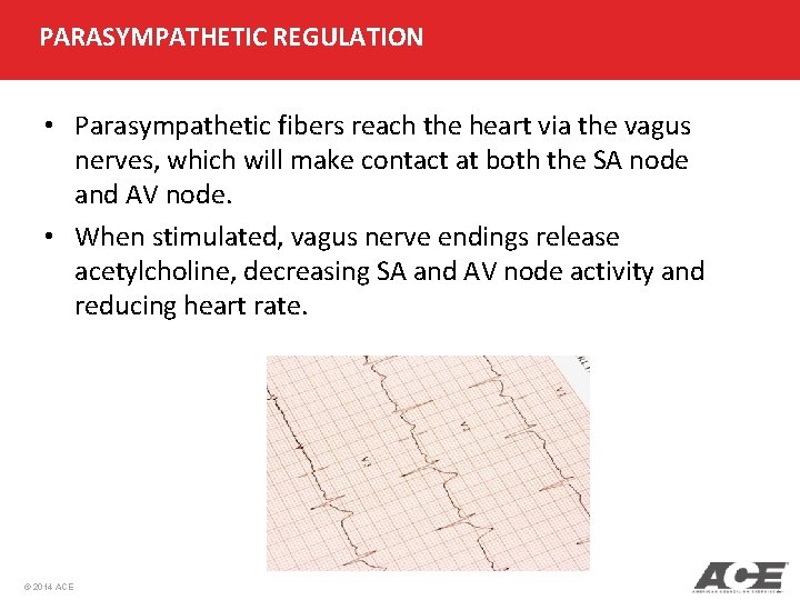 PARASYMPATHETIC REGULATION • Parasympathetic fibers reach the heart via the vagus nerves, which will PARASYMPATHETIC REGULATION • Parasympathetic fibers reach the heart via the vagus nerves, which will