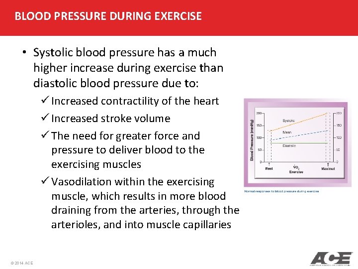 BLOOD PRESSURE DURING EXERCISE • Systolic blood pressure has a much higher increase during BLOOD PRESSURE DURING EXERCISE • Systolic blood pressure has a much higher increase during