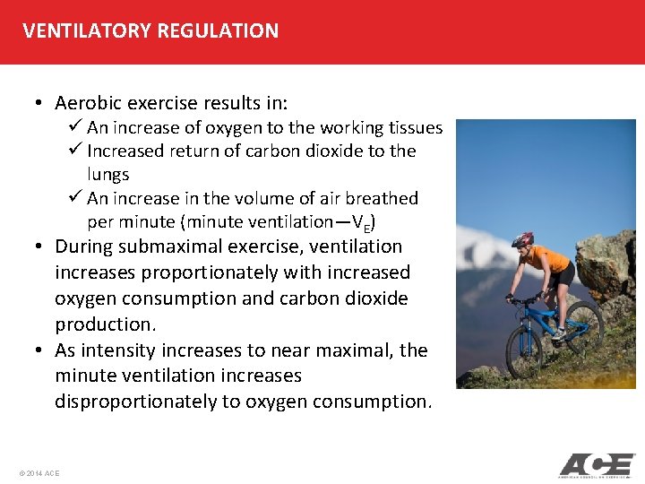 VENTILATORY REGULATION • Aerobic exercise results in: ü An increase of oxygen to the VENTILATORY REGULATION • Aerobic exercise results in: ü An increase of oxygen to the