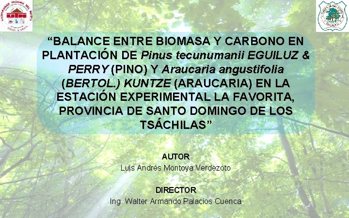 “BALANCE ENTRE BIOMASA Y CARBONO EN PLANTACIÓN DE Pinus tecunumanii EGUILUZ & PERRY (PINO)