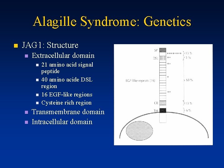Alagille Syndrome: Genetics n JAG 1: Structure n Extracellular domain n n n 21