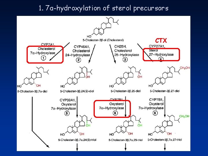 1. 7α-hydroxylation of sterol precursors CTX 