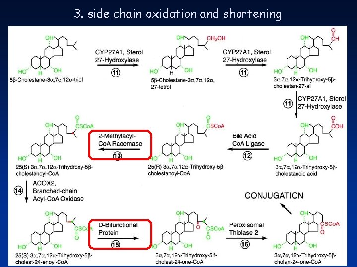 3. side chain oxidation and shortening 