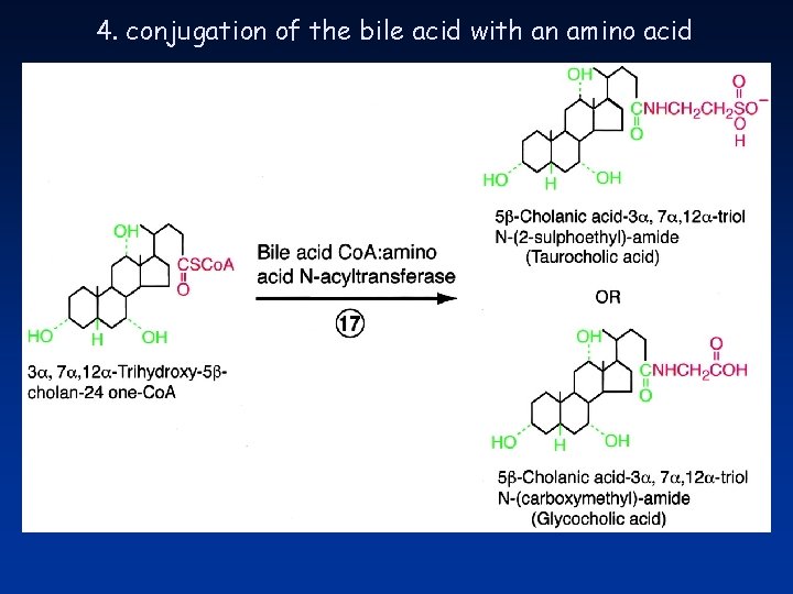 4. conjugation of the bile acid with an amino acid 