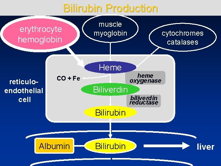 Bilirubin Production erythrocyte hemoglobin muscle myoglobin Heme reticuloendothelial cell CO + Fe cytochromes catalases