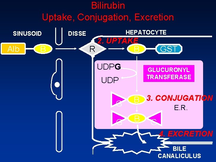 Bilirubin Uptake, Conjugation, Excretion SINUSOID Alb B HEPATOCYTE DISSE R 2. UPTAKE B UDPG
