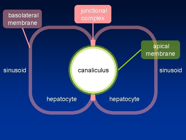 junctional complex basolateral membrane apical membrane sinusoid canaliculus hepatocyte sinusoid hepatocyte 