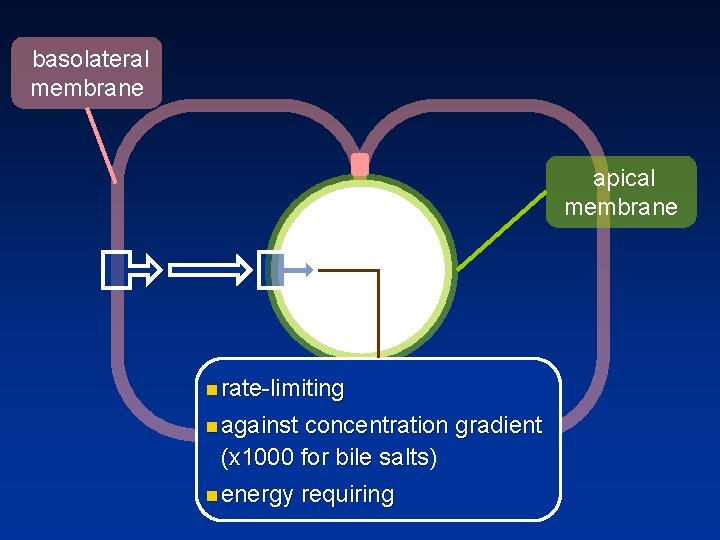 basolateral membrane apical membrane n rate limiting n against concentration gradient (x 1000 for