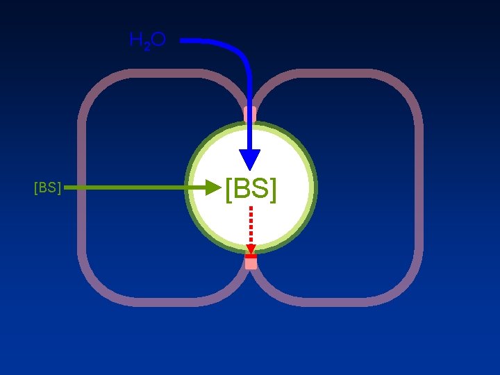 H 2 O [BS] 