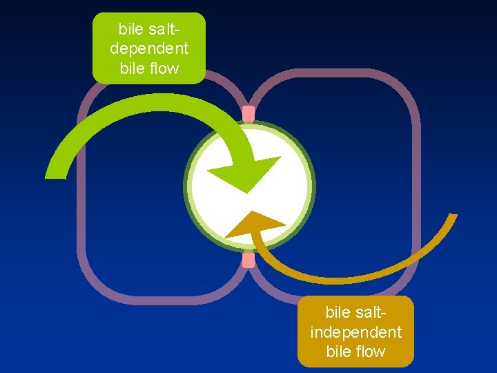 bile salt dependent bile flow bile salt independent bile flow 