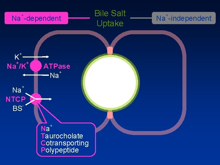 + Na dependent + K + + Na /K ATPase + Na NTCP BS