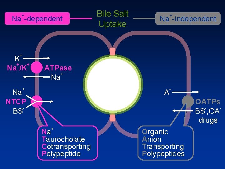 + Na dependent Bile Salt Uptake + Na independent + K + + Na