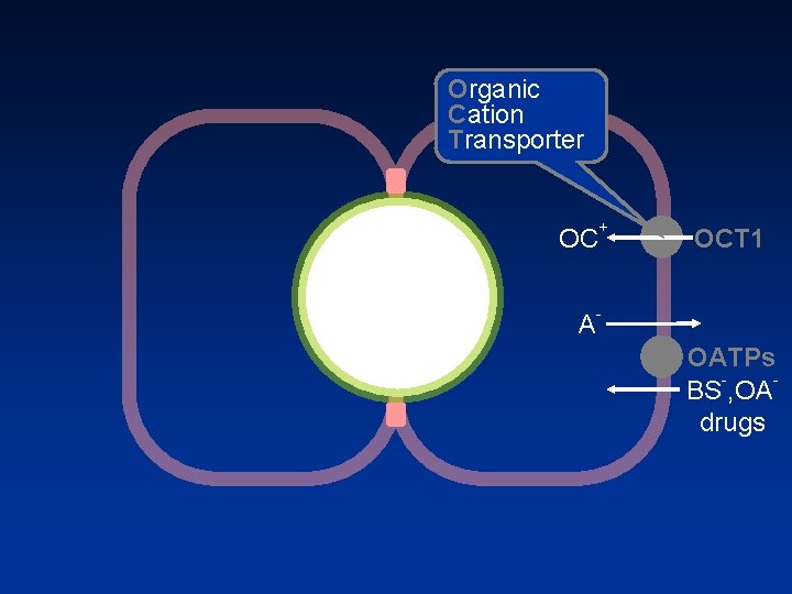 Organic Cation Transporter OC A + OCT 1 OATPs BS , OA drugs 
