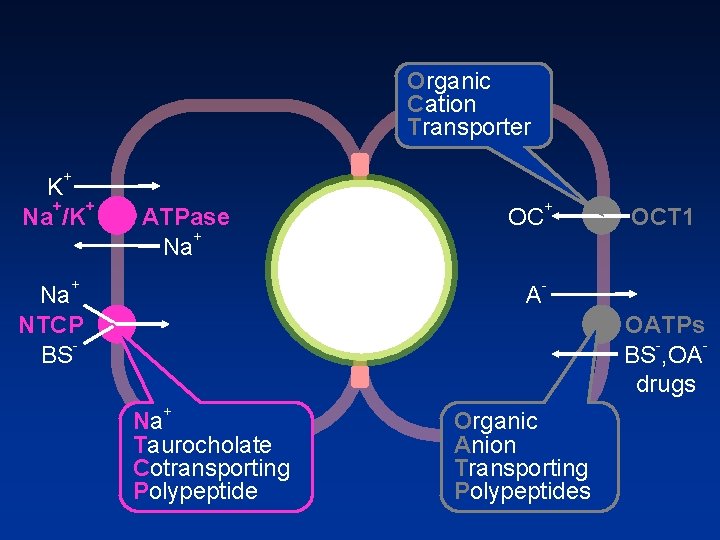 Organic Cation Transporter + K + + Na /K ATPase + Na NTCP BS