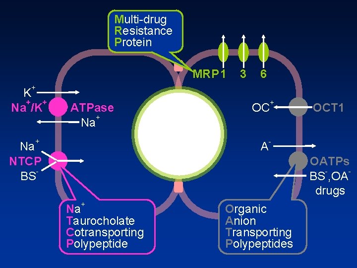 Multi drug Resistance Protein MRP 1 3 6 + K + + Na /K