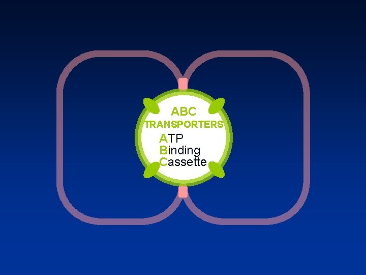ABC TRANSPORTERS ATP Binding Cassette 