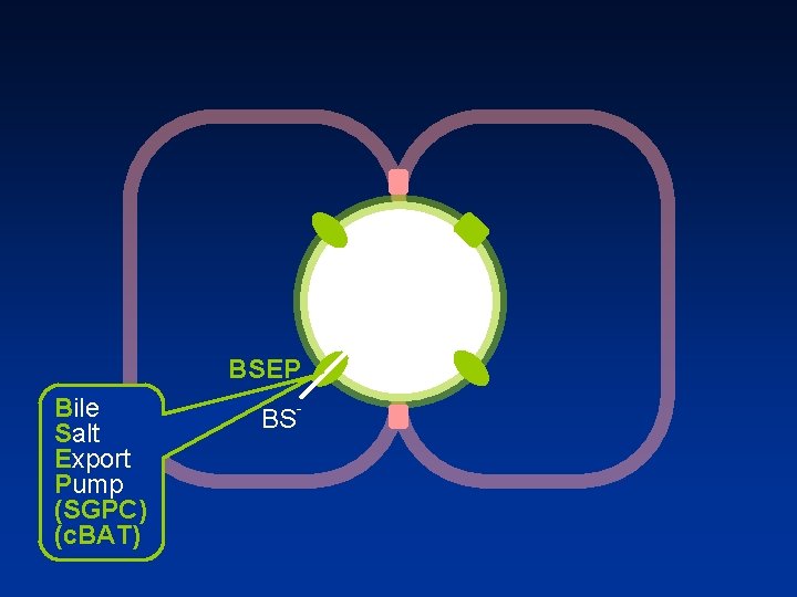 BSEP Bile Salt Export Pump (SGPC) (c. BAT) BS 