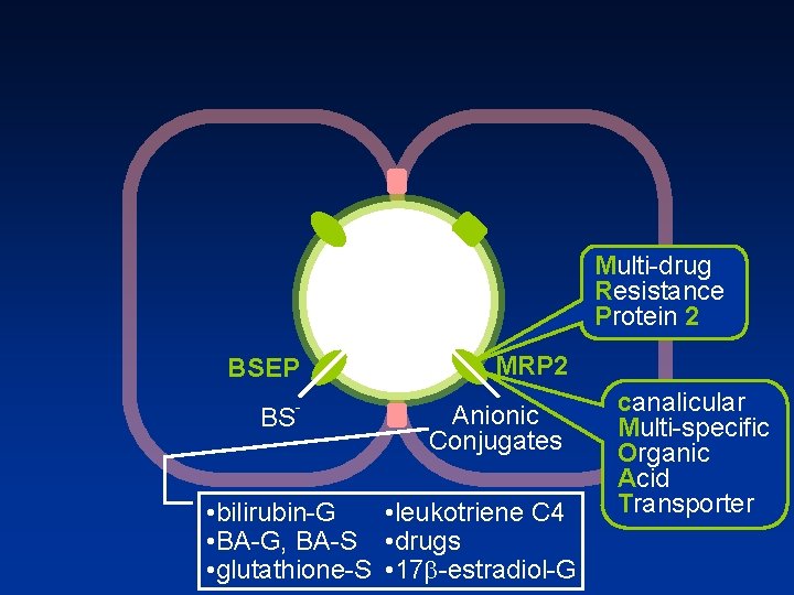 Multi drug Resistance Protein 2 BSEP BS MRP 2 Anionic Conjugates • leukotriene C
