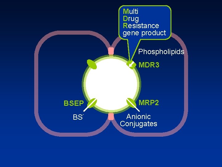 Multi Drug Resistance gene product Phospholipids MDR 3 BSEP BS MRP 2 Anionic Conjugates