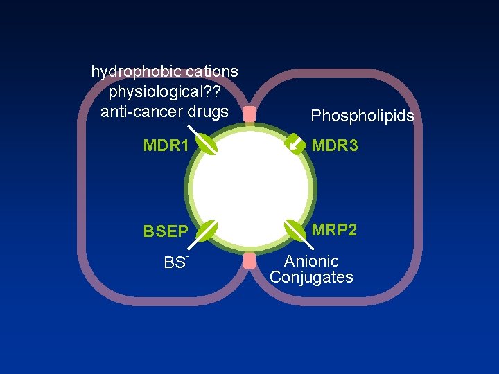 hydrophobic cations physiological? ? anti cancer drugs Phospholipids MDR 1 MDR 3 BSEP MRP