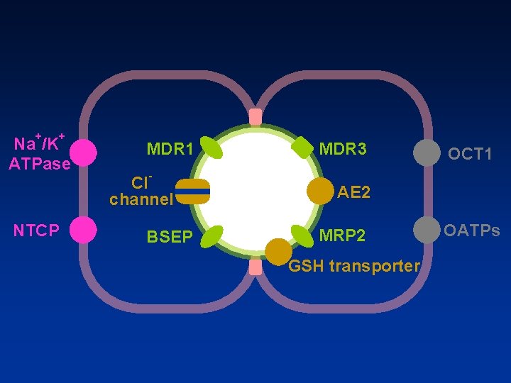 + + Na /K ATPase NTCP MDR 1 MDR 3 OCT 1 - Cl