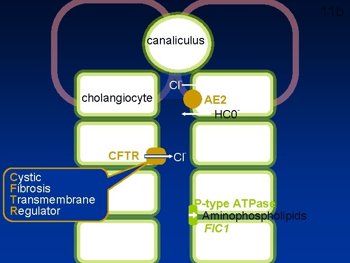 11 b canaliculus cholangiocyte CFTR Cystic Fibrosis Transmembrane Regulator Cl AE 2 HC 0