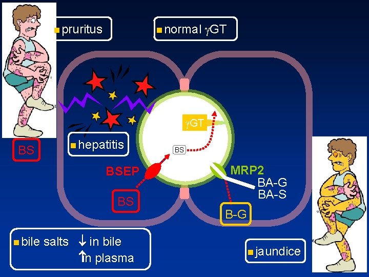 n pruritus n normal g. GT BS n hepatitis BSEP BS n bile salts