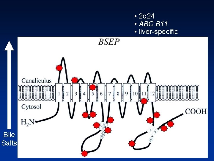  • 2 q 24 • ABC B 11 • liver specific Bile Salts
