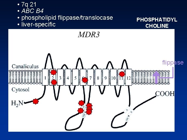  • 7 q 21 • ABC B 4 • phospholipid flippase/translocase • liver
