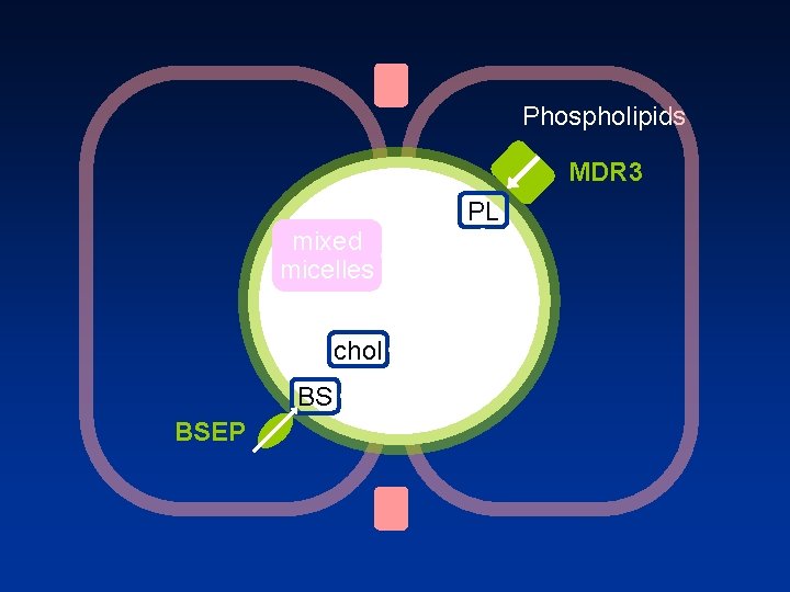 Phospholipids MDR 3 PL mixed micelles chol BS BSEP 