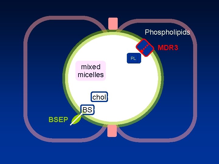 Phospholipids MDR 3 PL PL mixed micelles chol BS BSEP 