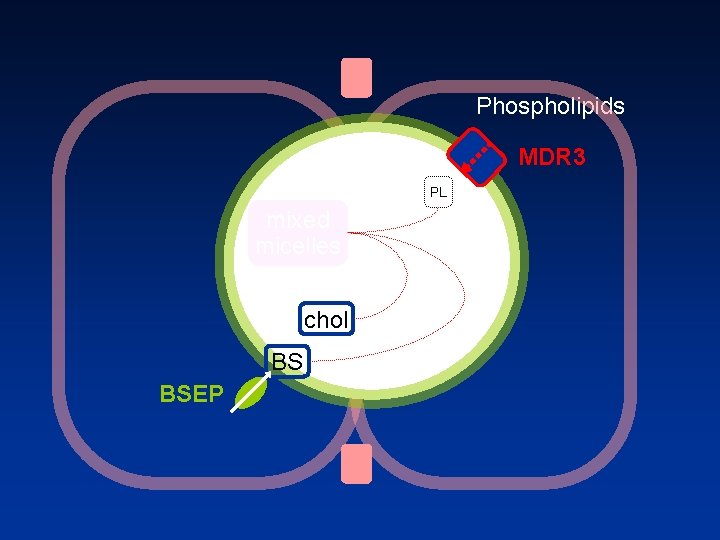 Phospholipids MDR 3 PL mixed micelles chol BS BSEP 