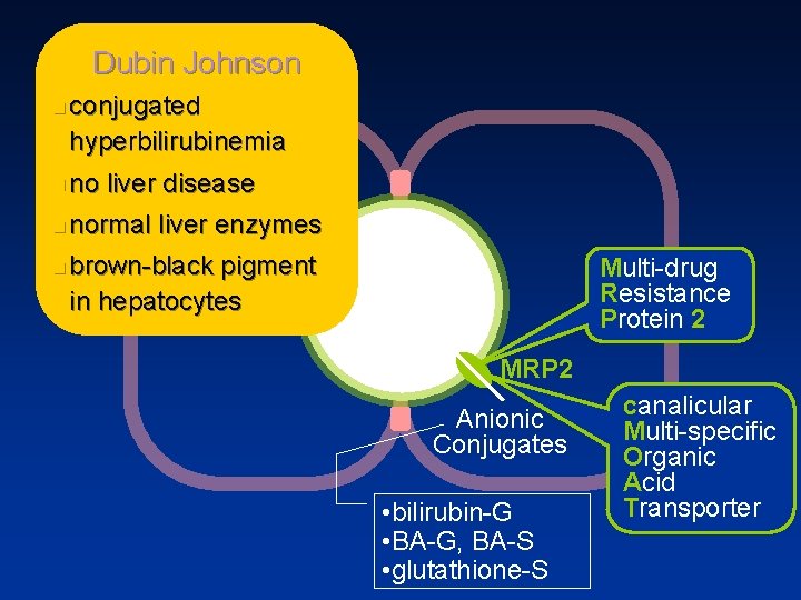 Dubin Johnson n conjugated hyperbilirubinemia n no liver disease n normal liver enzymes n
