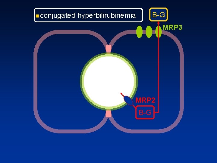 n conjugated B G hyperbilirubinemia MRP 3 MRP 2 B G 