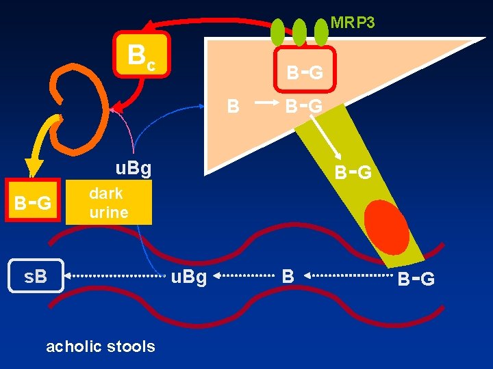 MRP 3 Bc B -G B- B -G u. Bg B -G dark urine