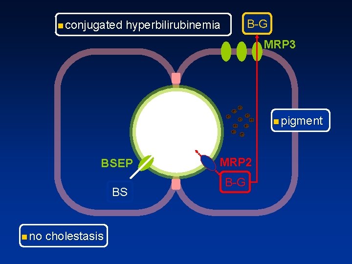 n conjugated B G hyperbilirubinemia MRP 3 n pigment BSEP BS n no cholestasis