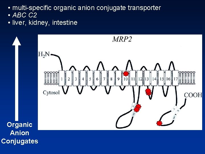  • multi specific organic anion conjugate transporter • ABC C 2 • liver,