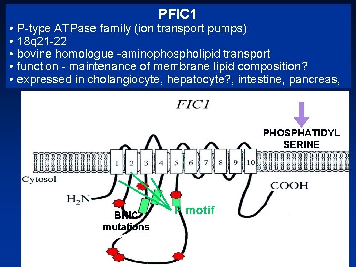 PFIC 1 • P type ATPase family (ion transport pumps) • 18 q 21