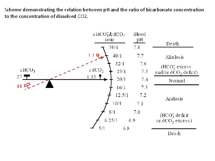 Scheme demonstrating the relation between p. H and the ratio of bicarbonate concentration to