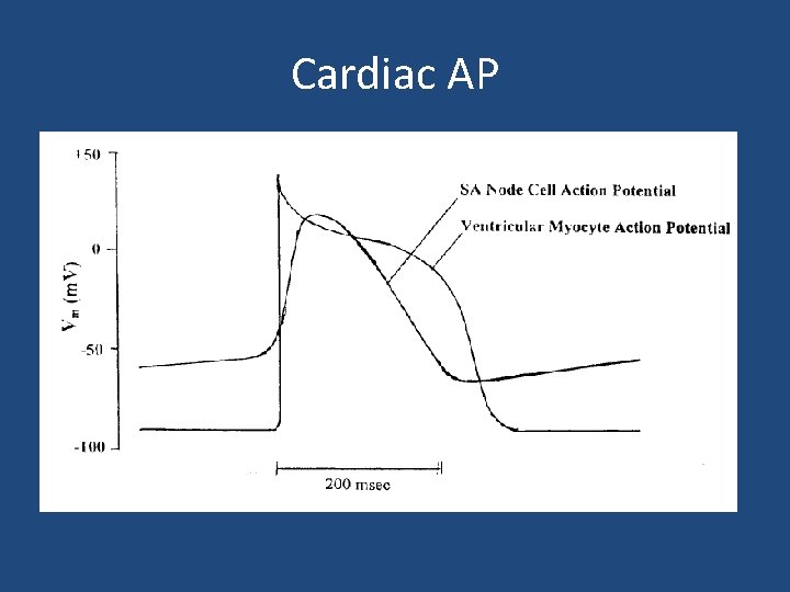 Cardiac AP • Pacemaker potential (slow channel) vs myocyte potential ( fast channel )