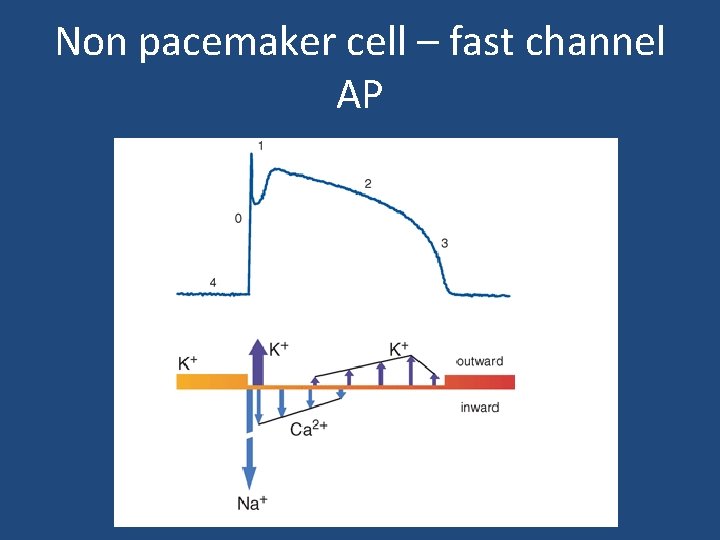 Non pacemaker cell – fast channel AP 