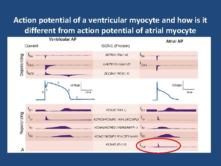 Action potential of a ventricular myocyte and how is it different from action potential