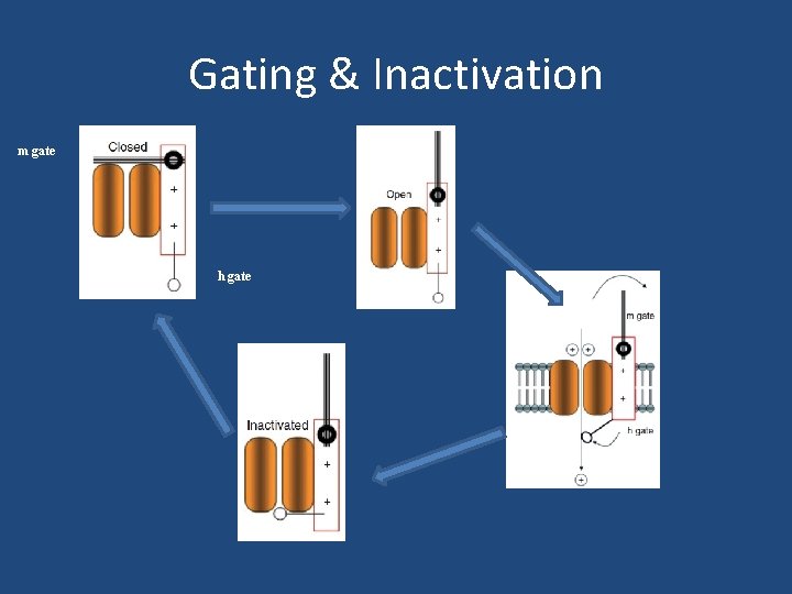 Gating & Inactivation m gate h gate 