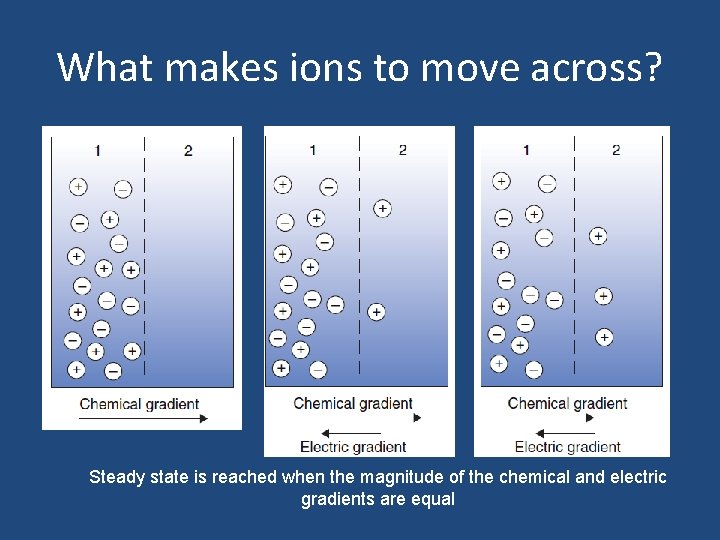What makes ions to move across? Steady state is reached when the magnitude of