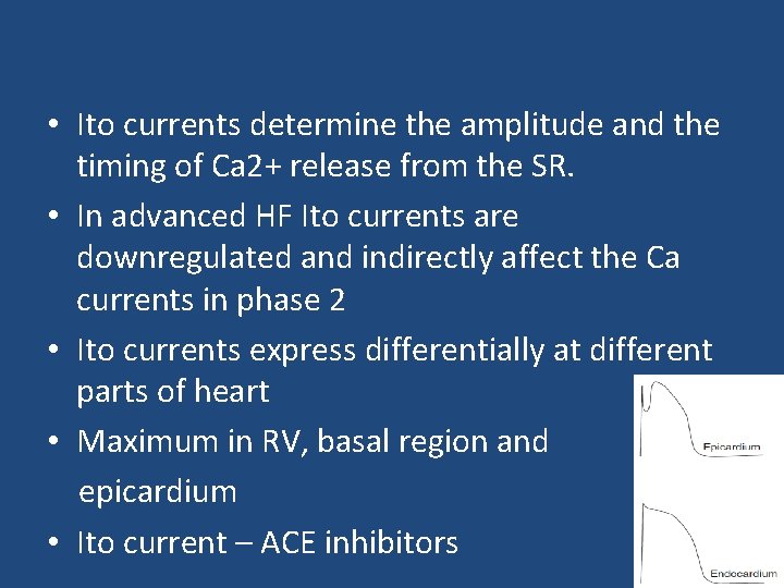  • Ito currents determine the amplitude and the timing of Ca 2+ release
