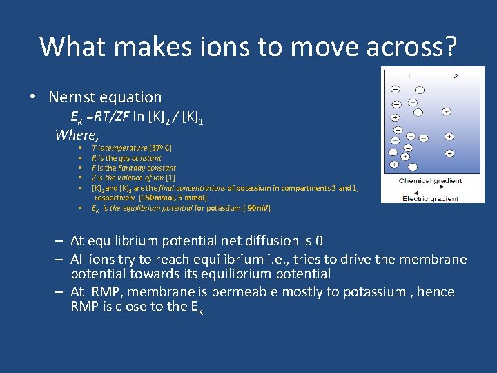 What makes ions to move across? • Nernst equation EK =RT/ZF ln [K]2 /
