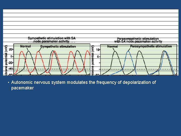  • Autonomic nervous system modulates the frequency of depolarization of pacemaker 