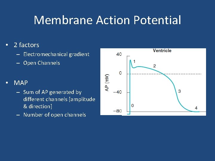 Membrane Action Potential • 2 factors – Electromechanical gradient – Open Channels • MAP