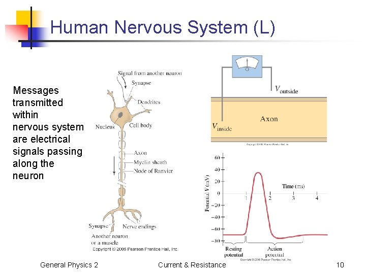 Human Nervous System (L) Messages transmitted within nervous system are electrical signals passing along